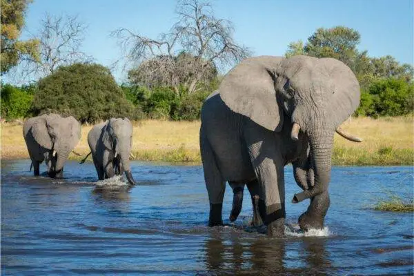 Khwai River - Botswana