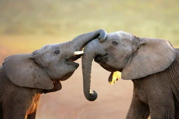 Addo Elephant Park