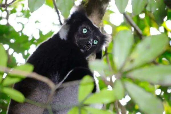 Andasibe National Park
