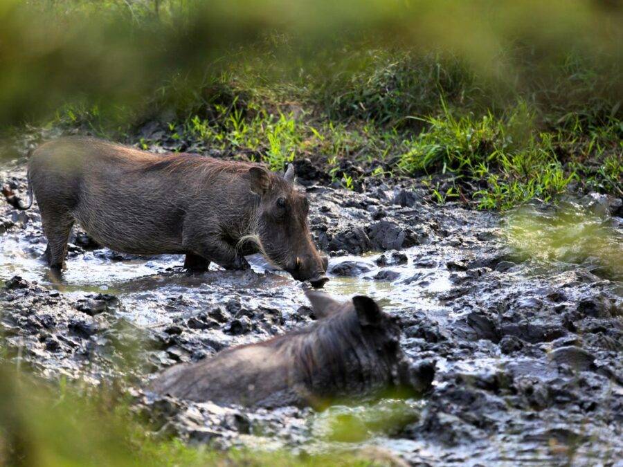 Lake Mburo National Park