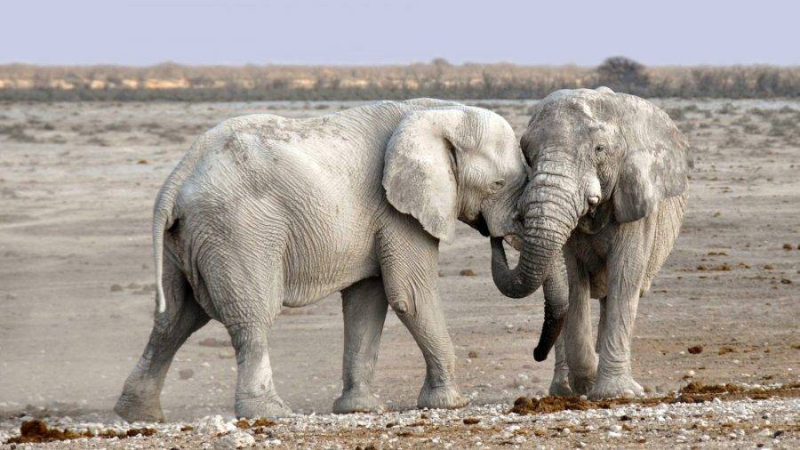 Elephants Namibia Safari Tours