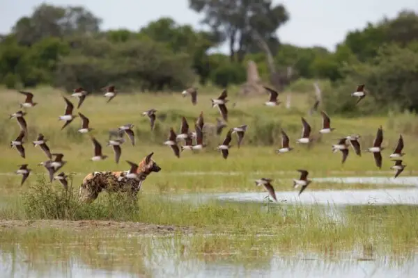 Botswana, Moremi Game Reserve