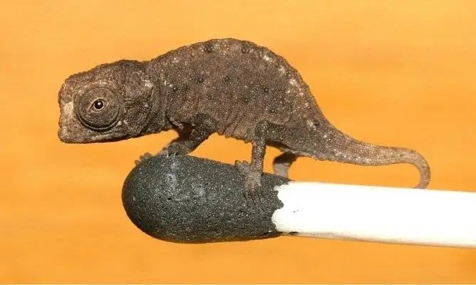 Namib Desert Animals