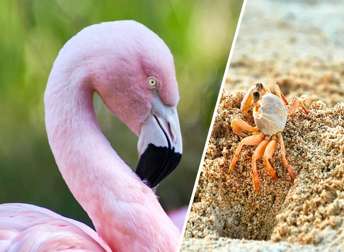 Southern-Flamingo-Package.jpg