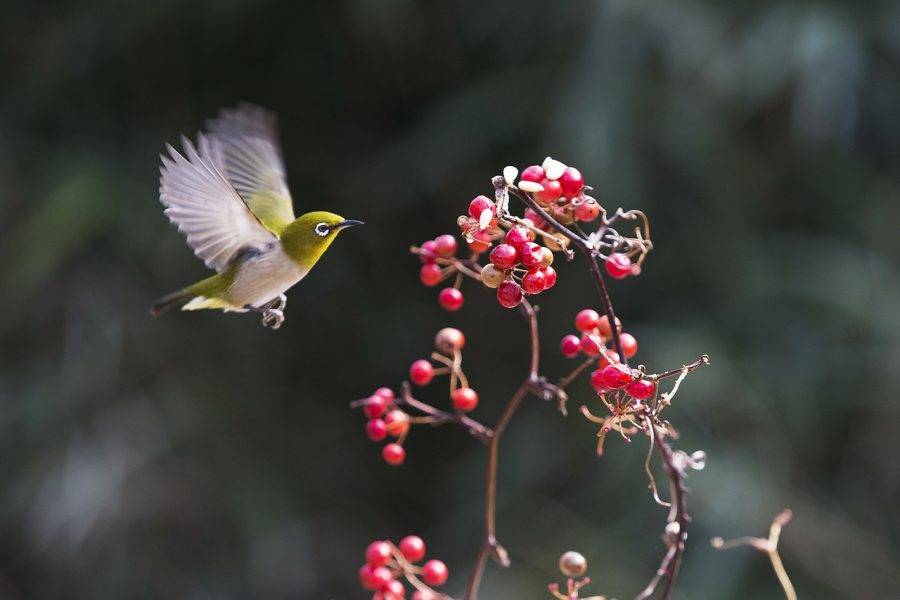 Animals and Fruit Communicate
