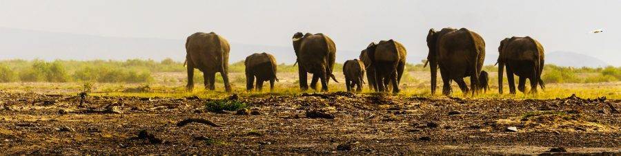 Jenman African Safaris