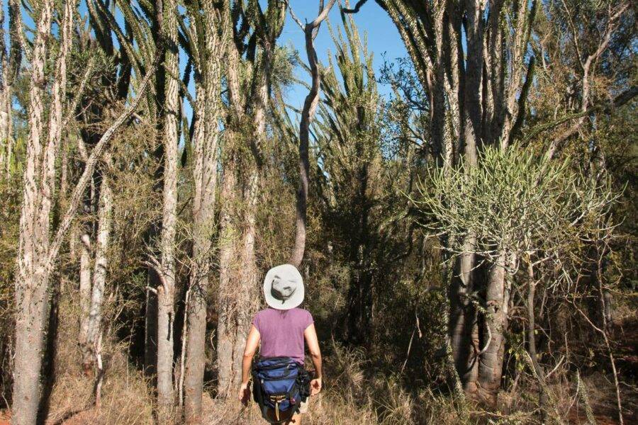 Spiney Forest Madagascar