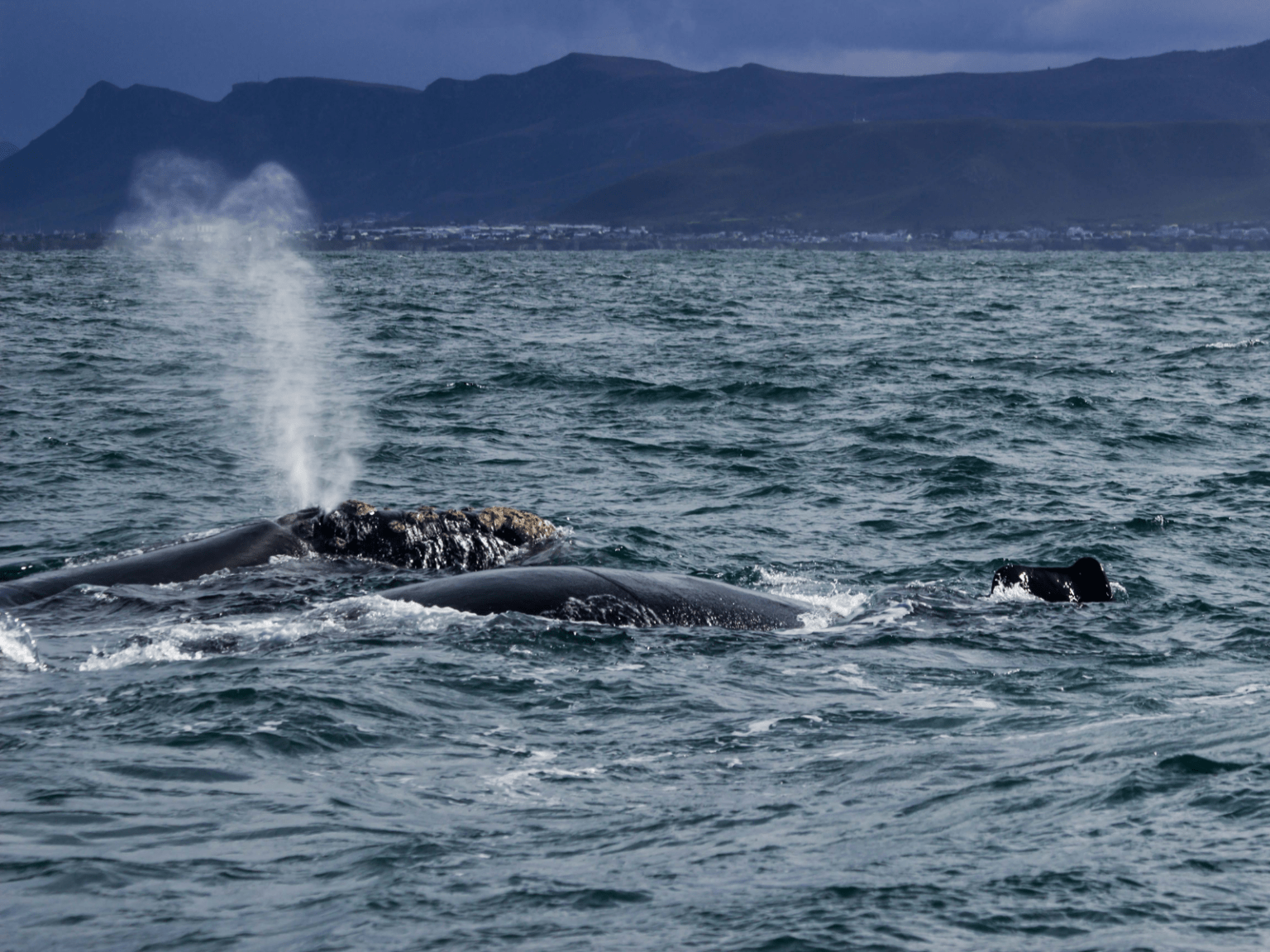 cape-town-whale-watching-spectacular