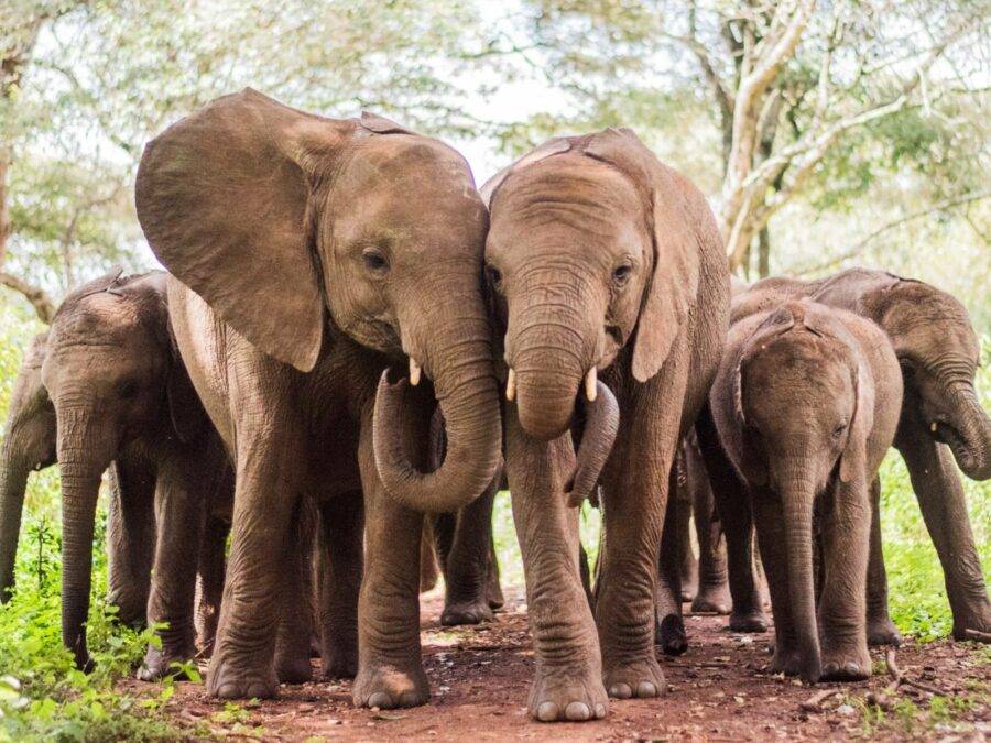Daphne Sheldrick Animal Orphanage - Kenya