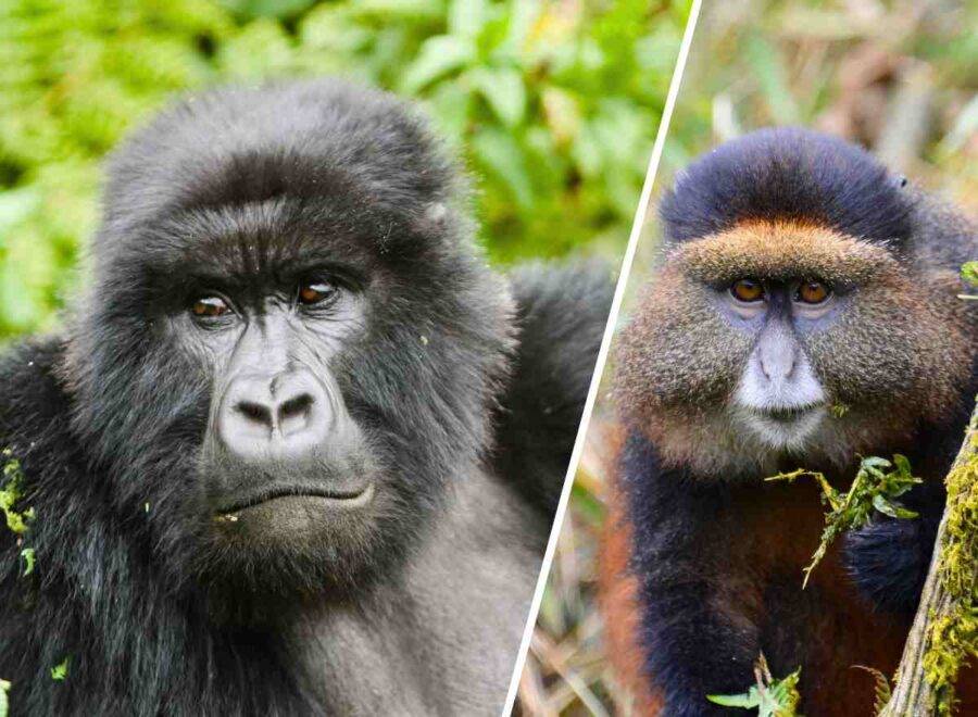 Rwanda Gorilla Safari