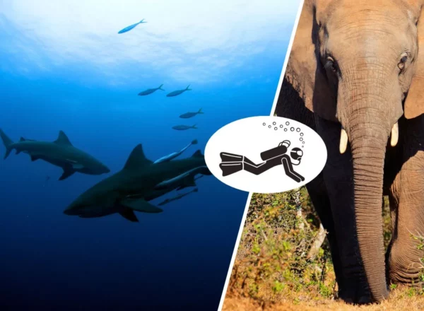 Eastern Cape Adventure - Sardine Run & Safari