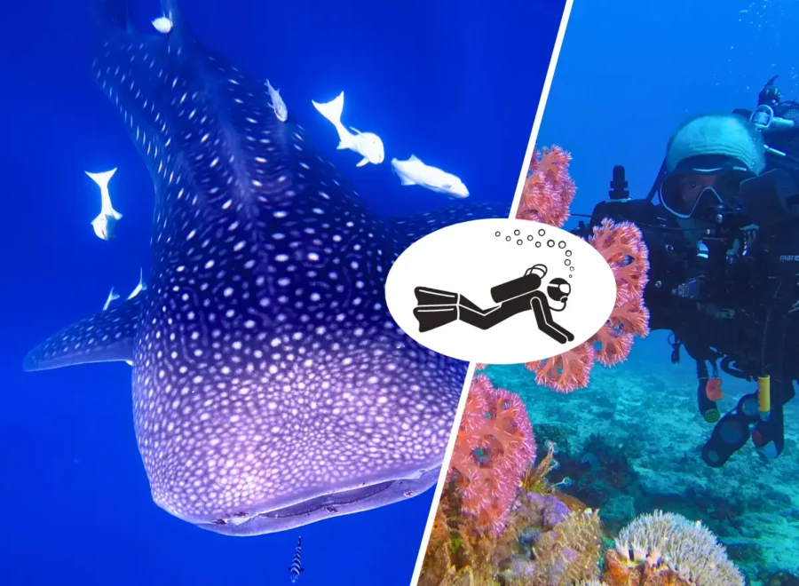 Nosy Be Diving & Wildlife Adventure