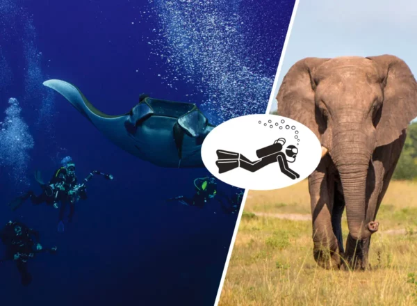 Saint Helena Diving & Kruger Safari 11 days
