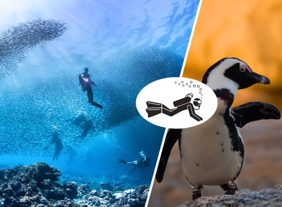 Sardine Run & Simon's Town Dive