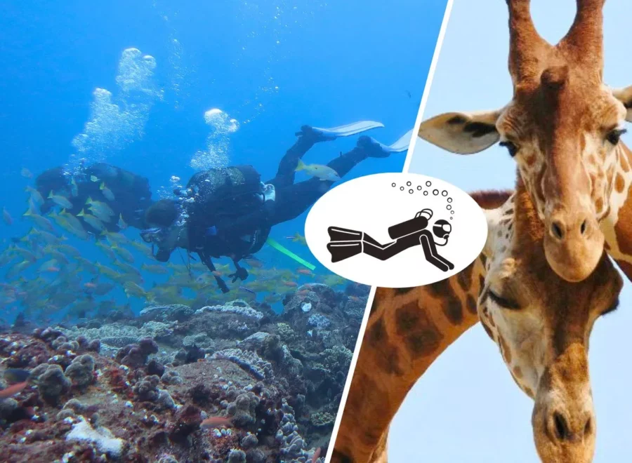 Sodwana Bay Diving & Big 5 Wildlife Safari - Classic • 9 Days