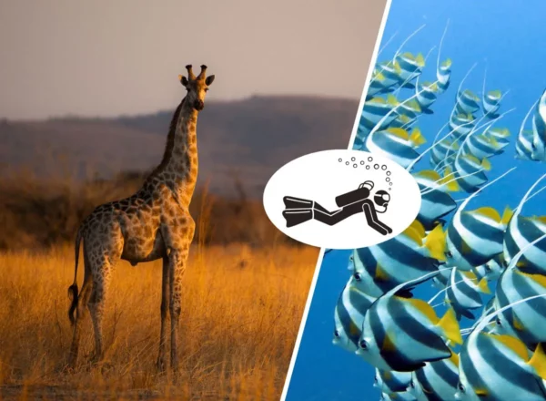 Sodwana Bay Diving & Big 5 Wildlife Safari Superior