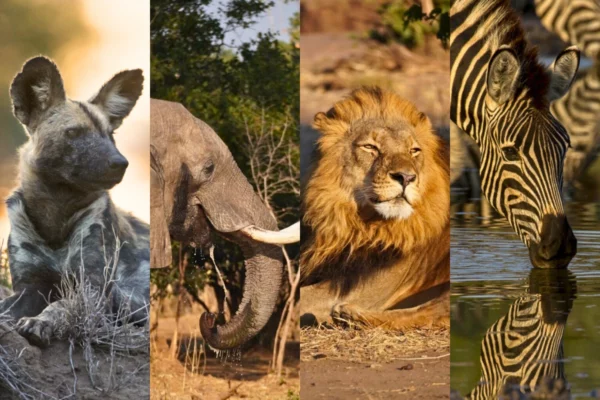 A-Z Wildlife Event Calendar