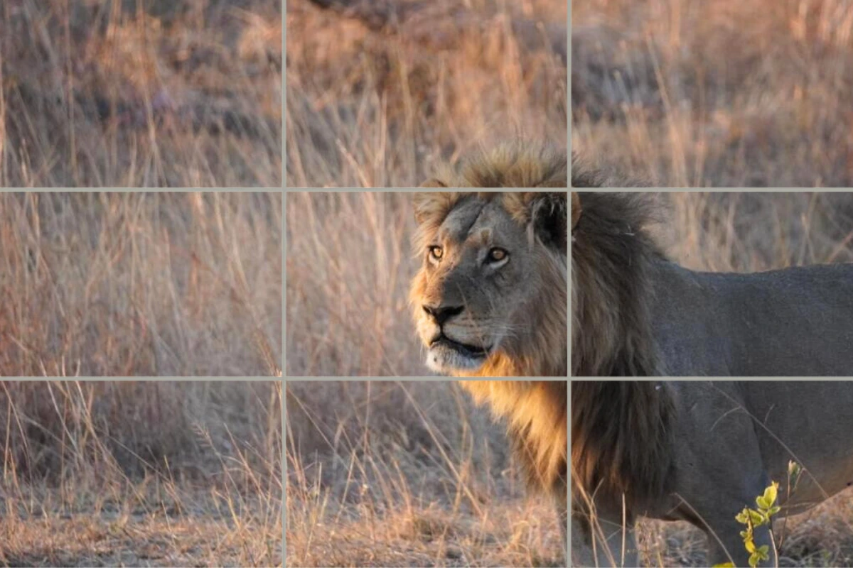 Beginner s Wildlife Photography Guide JENMAN African Safaris Beginner s Wildlife Photography Guide JENMAN African Safaris