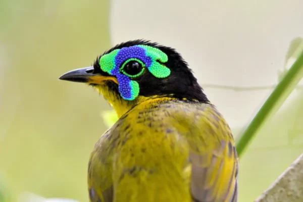 Birding Season in Madagascar