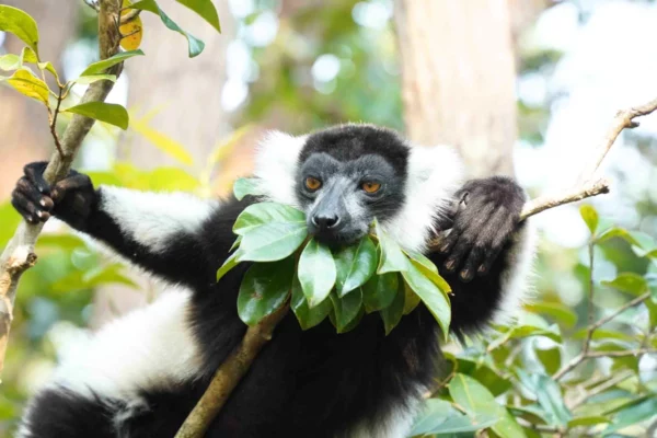 Madagascar Guided Group Tours