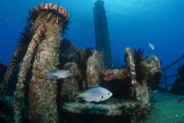 SS Papanui Shipwreck