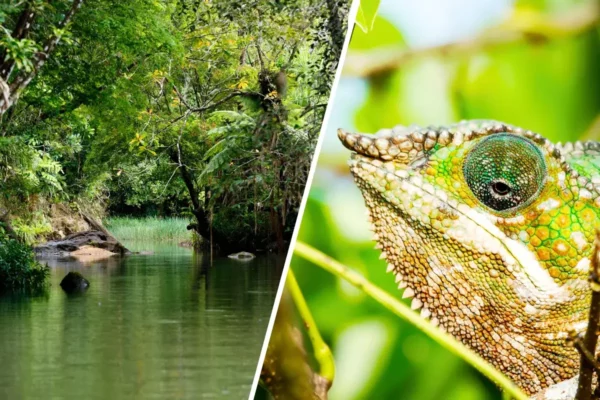 Jenman African Safaris Madagascar Masoala Rainforest Escape