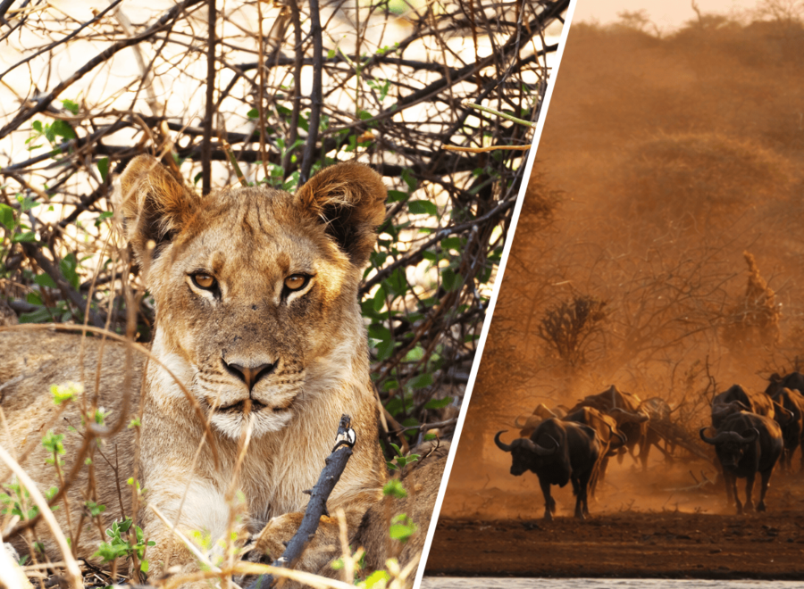 Best of Zimbabwe-13-day