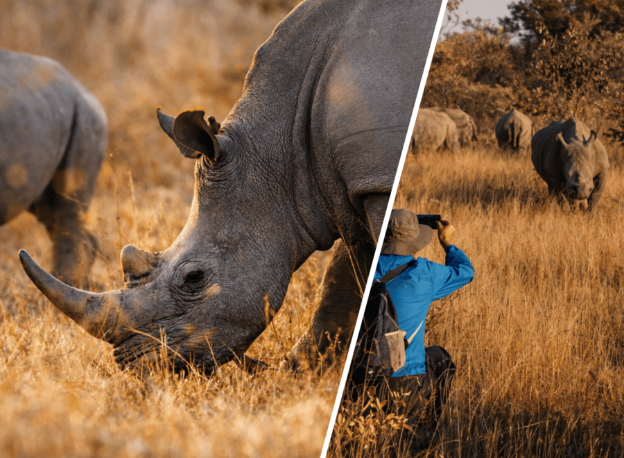 Zimbabwe Rhino Tracking Safari 7 days