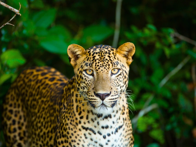profile of a leopard with green leaves in background