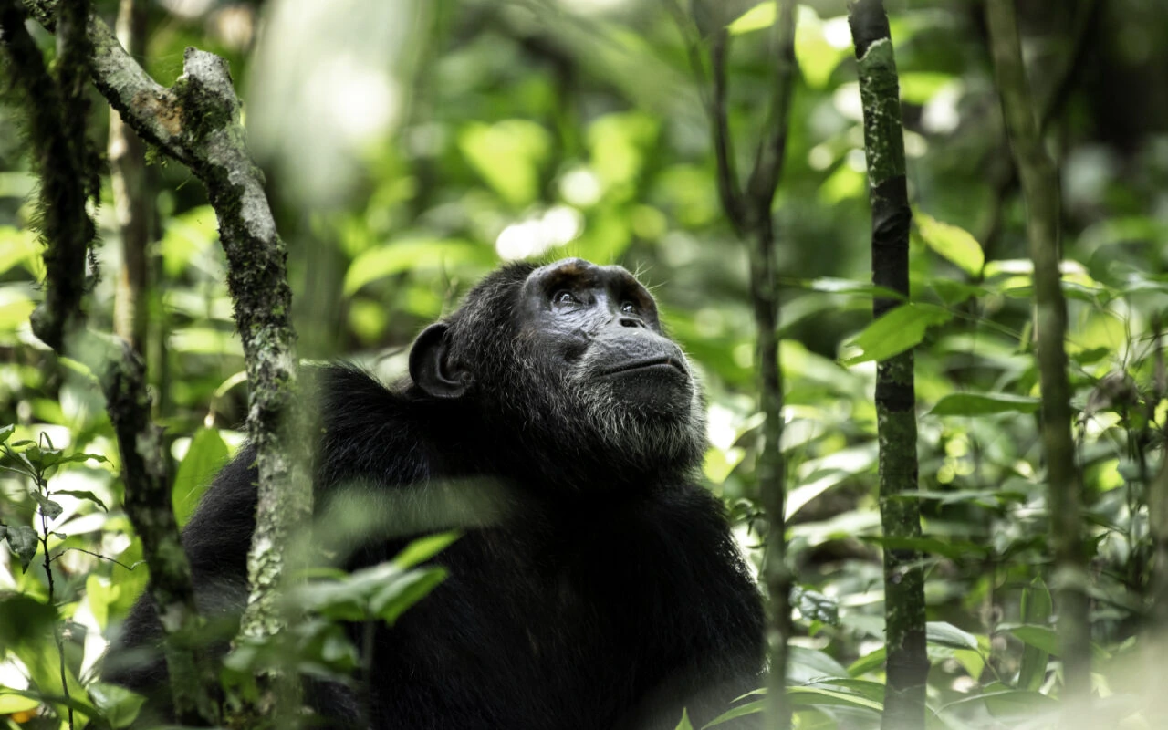 Chimpanzee sighting in Nyungwe Forest National Park