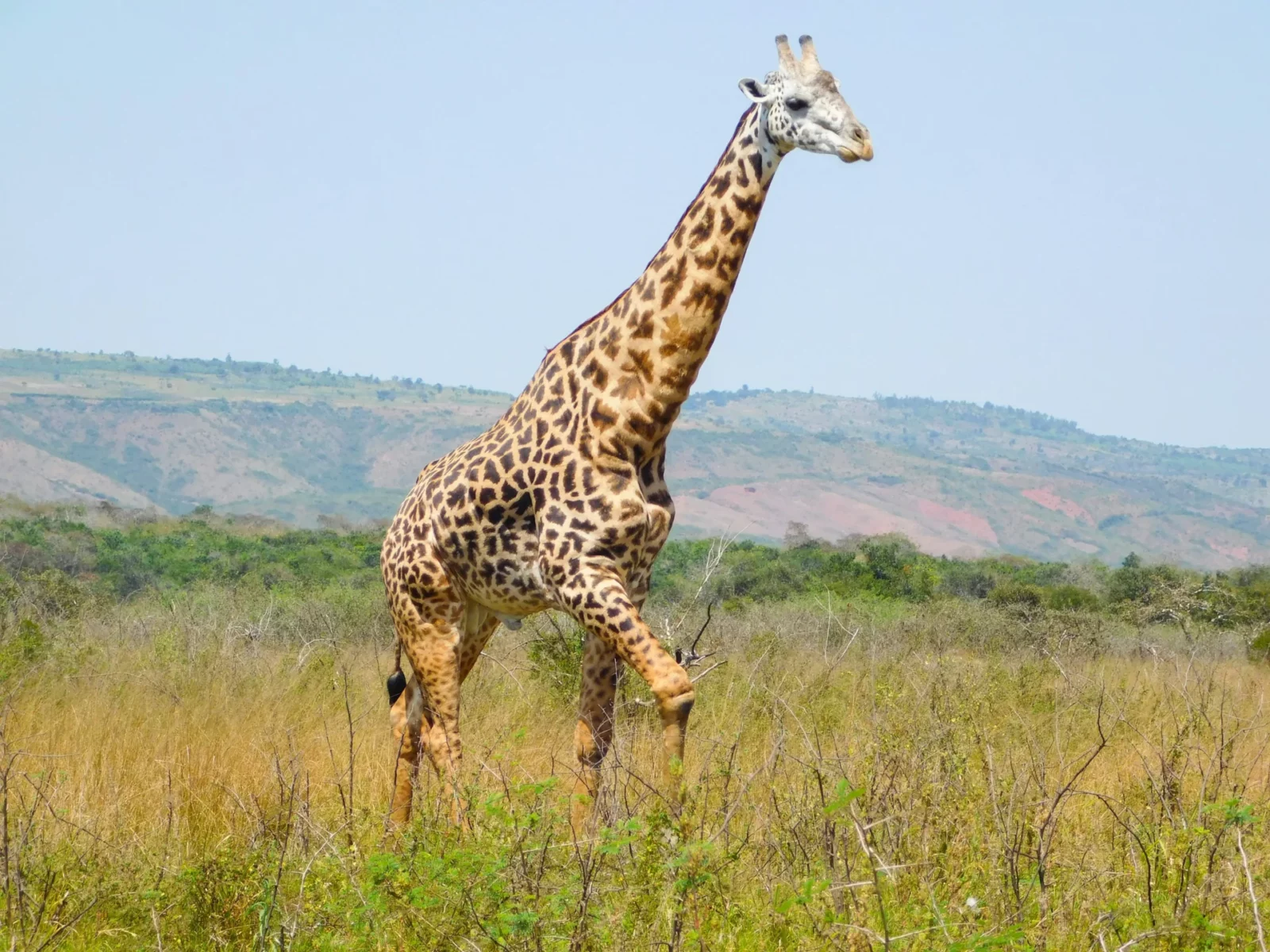 Giraffe sighting in Akagera National Park, Rwanda