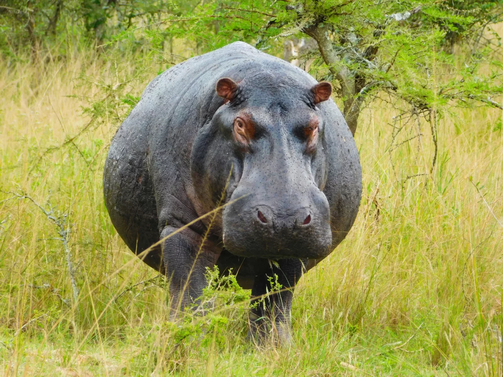 Hippo Sighting in Akagera National Park, Rwanda