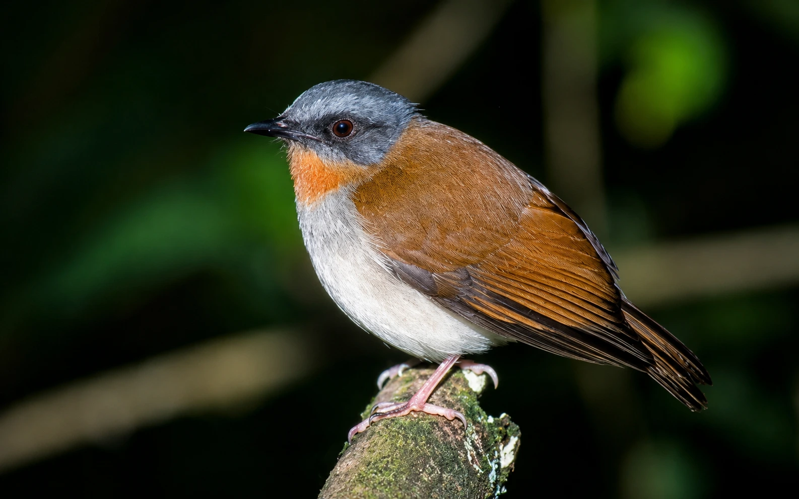 Red-throated alethe in Nyungwe Forest National Park, Rwanda