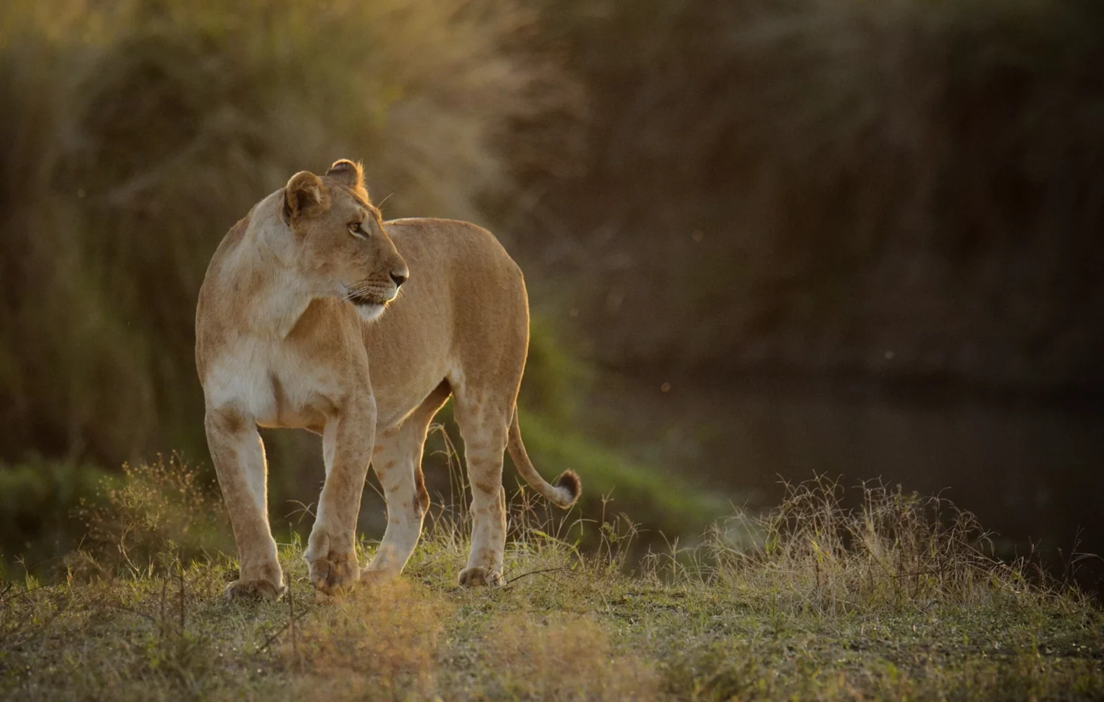 Lioness on safari in Africa is featured in the Jenman Africa Safaris 2027 Brochure.
