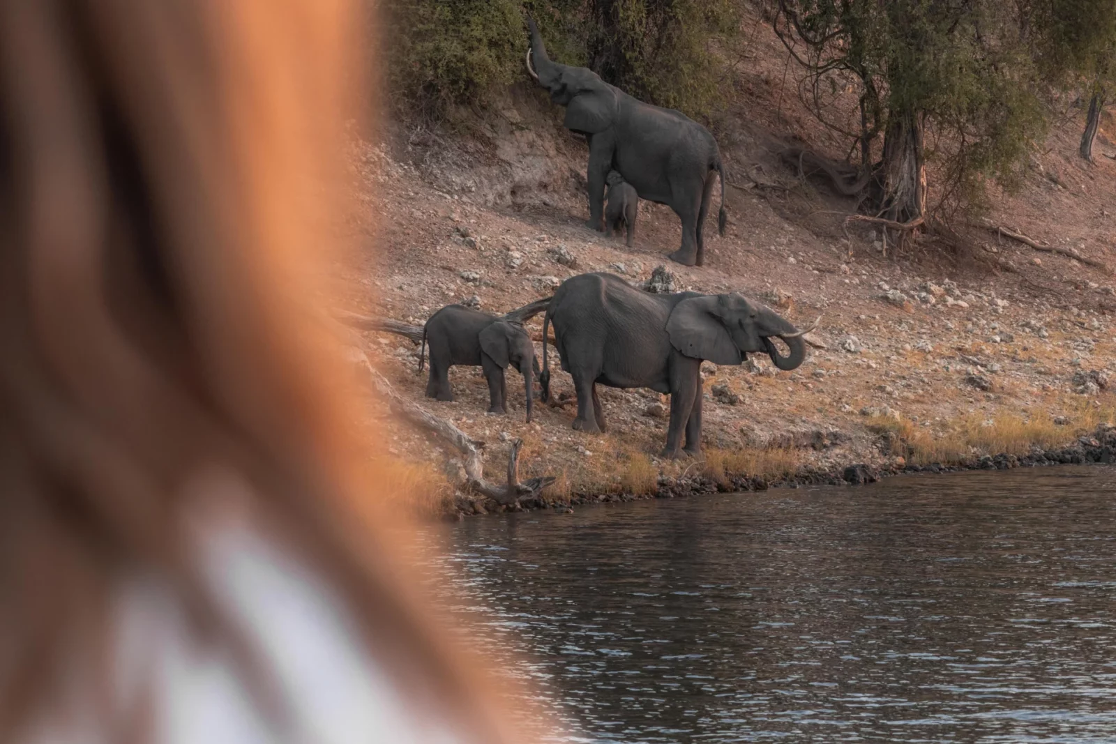 Chobe Princess Game Viewing from Vessel