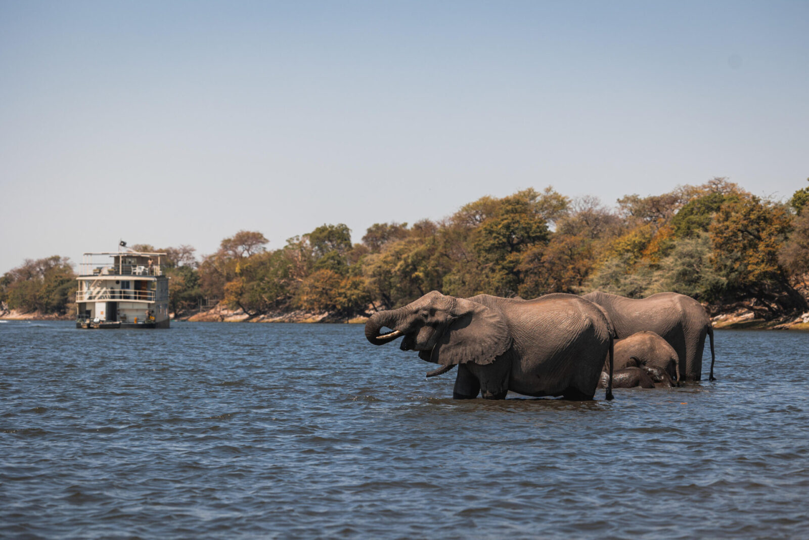 Chobe-Princess-with-Elephants-in-Chobe-River