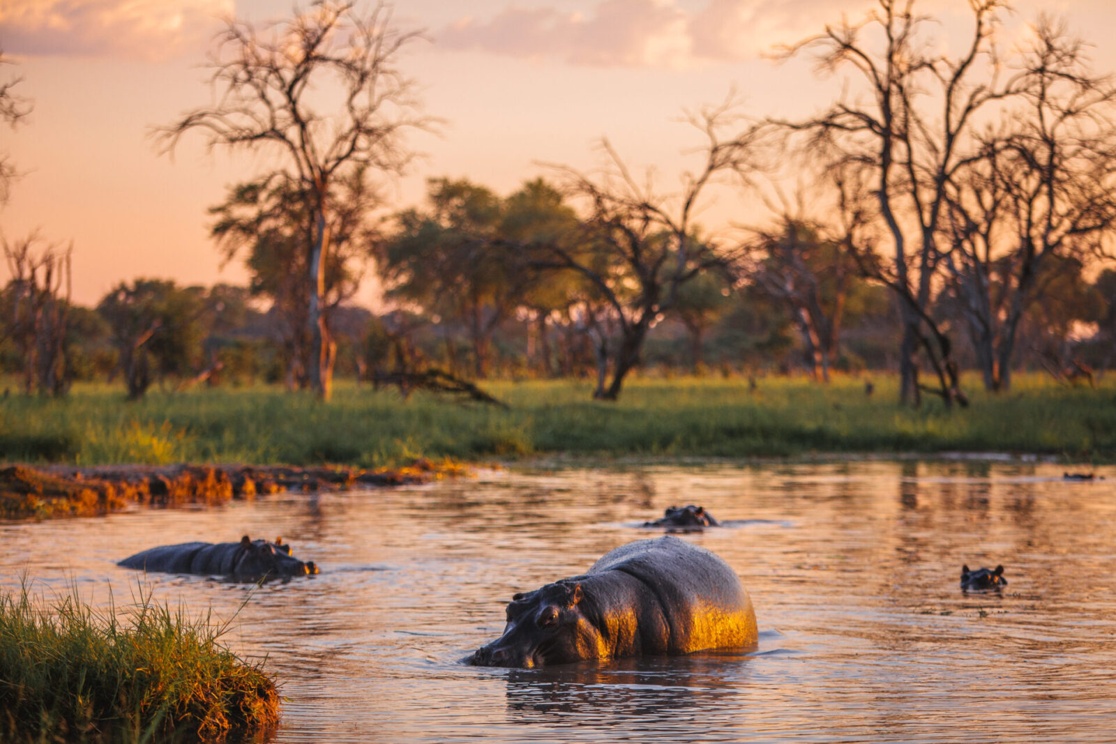 Hippos in the waterways of Mogotlho, Botswana