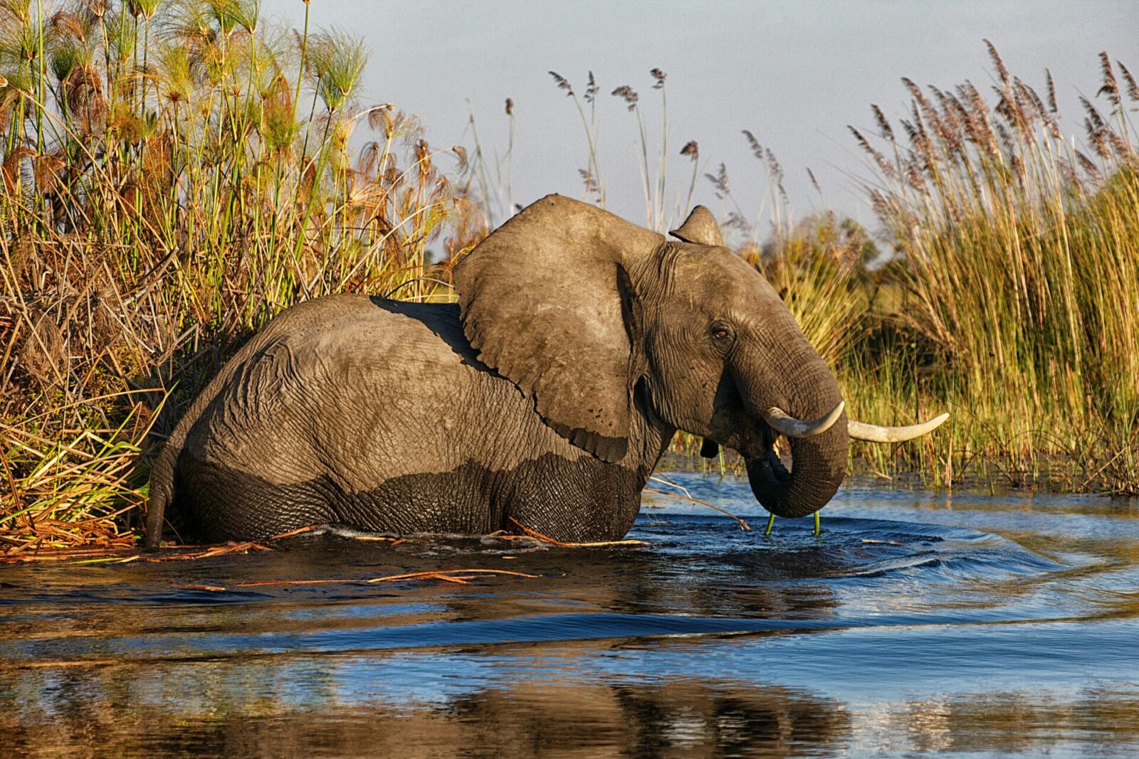 African elephant moving through the waterways of the Okavango Delta surrounded by reeds and wetlands in Botswana