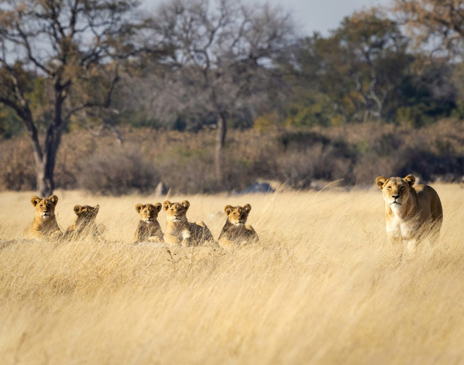 A lioness and her cubs resting, Hwange National Park