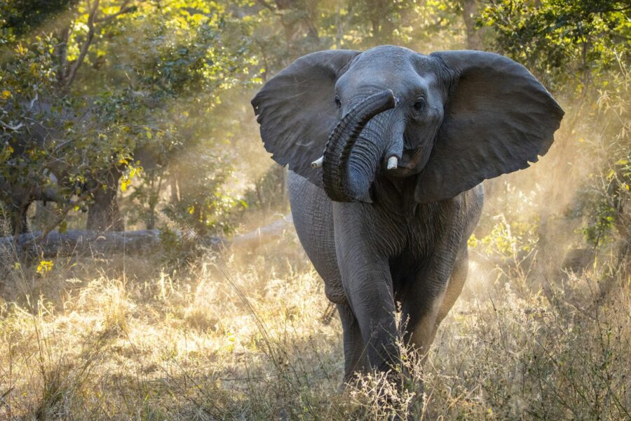 Elephant in Hwange National Park, Zimbabwe