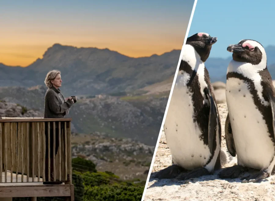 Best of Cape Point South Africa