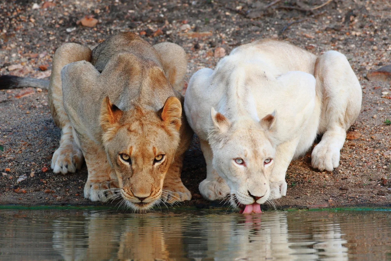 White Lioness Sighting, Motswari Game Reserve, Greater Kruger, South Africa